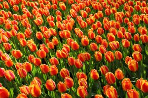 tulips-2544_960_720
